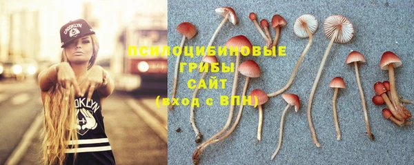 ПСИЛОЦИБИНОВЫЕ ГРИБЫ Вязники